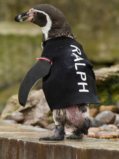 Детеныш пингвина носит гидрокостюм