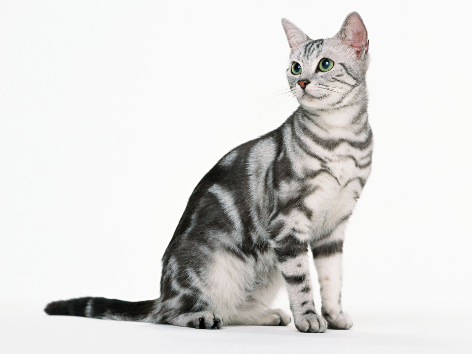Maniakucing Asal Usul Kucing Lengkap Beserta Gambarnya