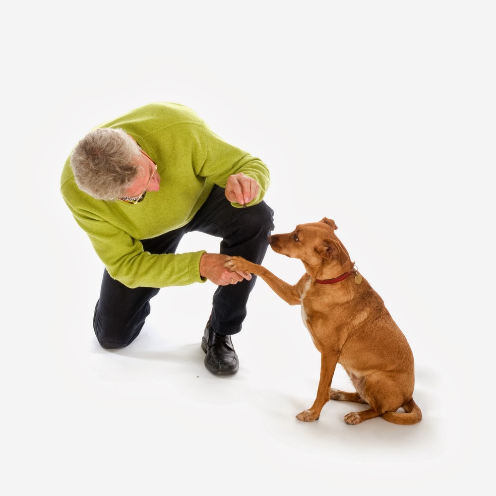 Building trust and bonding in dog training