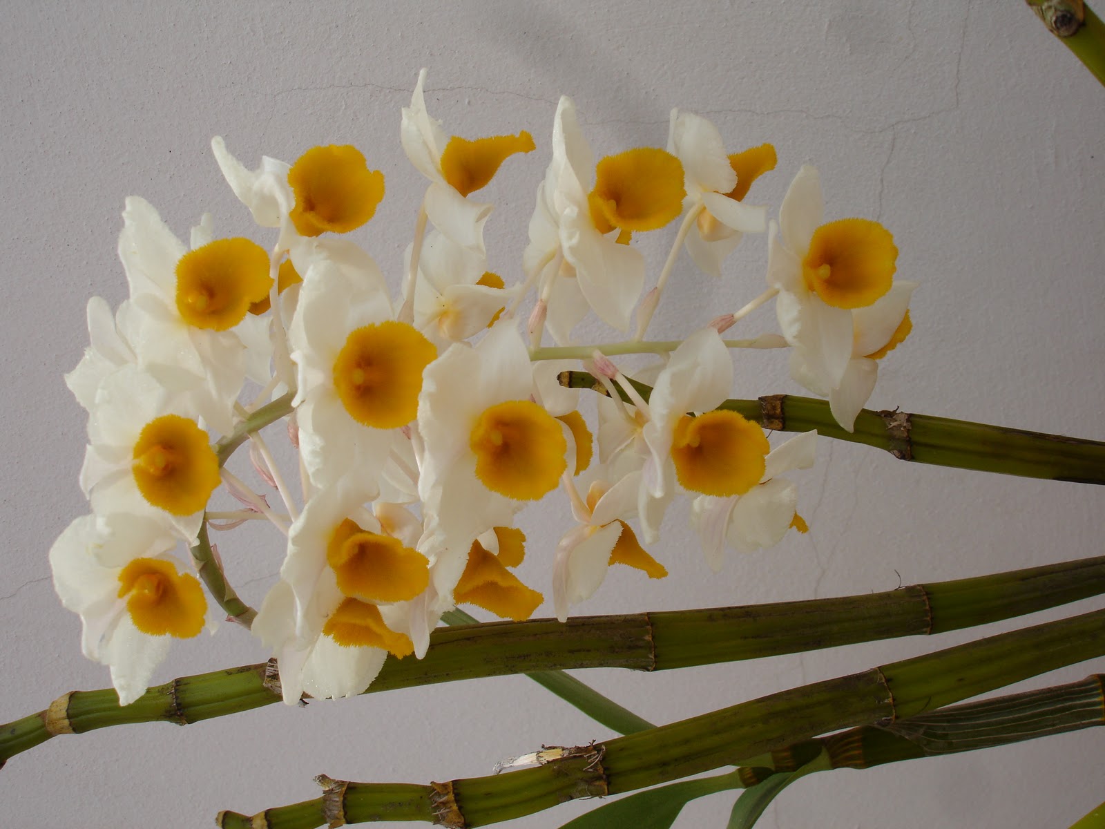 MODOS DE OLHAR: Orquídea de novembro - branca e amarela