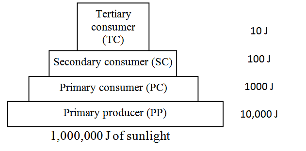 Welcome to the Living World: Ecosystem - Notes | Class 12 | Part 4
