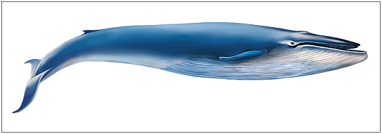 Blue Whale Blue Whale