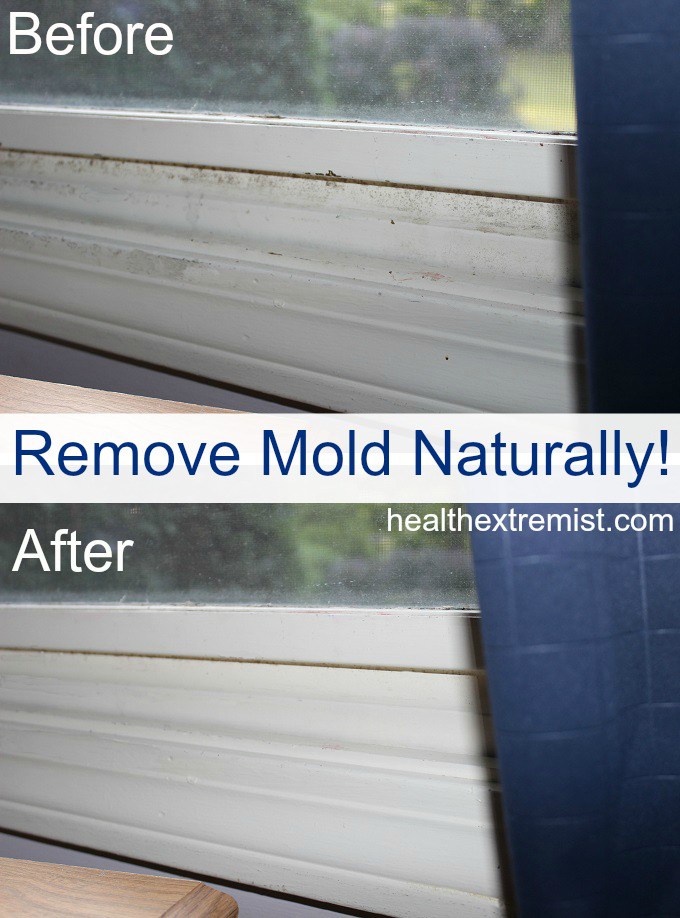 Mold Growth, Assessment, And Remediation How To Get Mold Out Of House