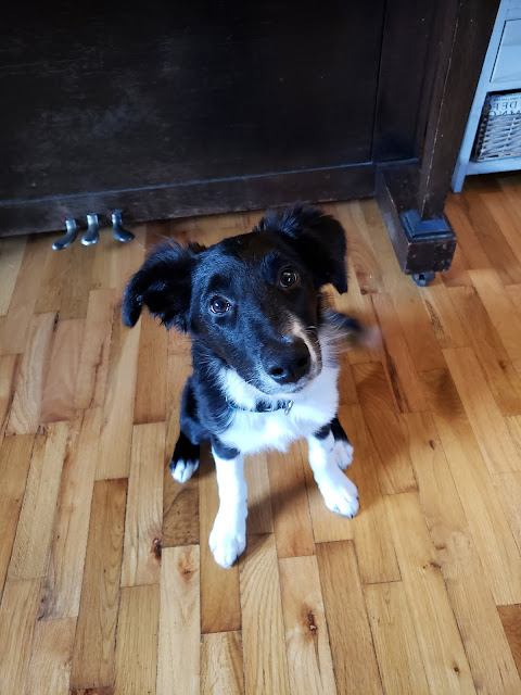 A Border Collie mix sitting in front of a piano