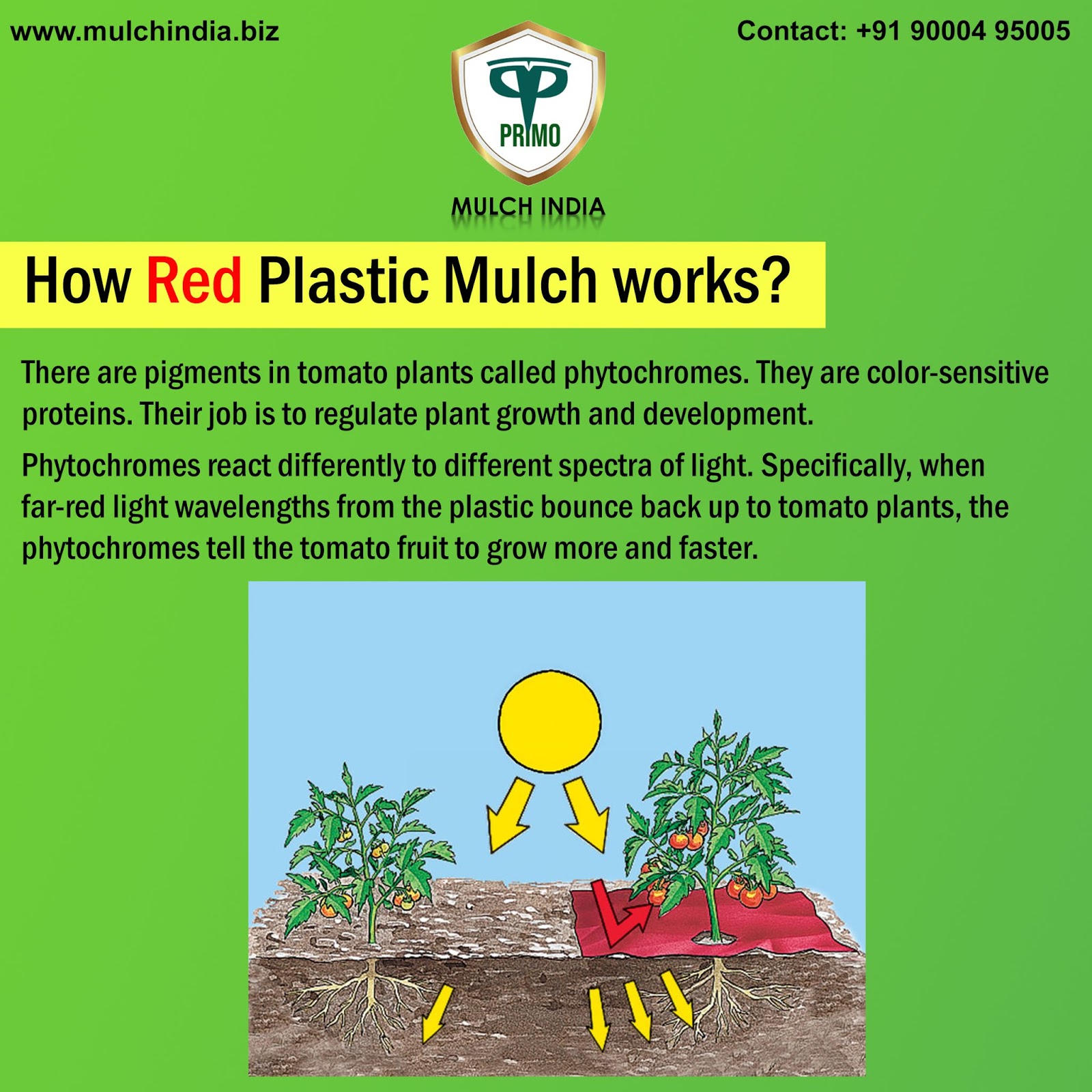 MulchIndia How Red Plastic Mulch works? 𝐌𝐮𝐥𝐜𝐡 𝐈𝐧𝐝𝐢𝐚 Call+𝟵𝟭