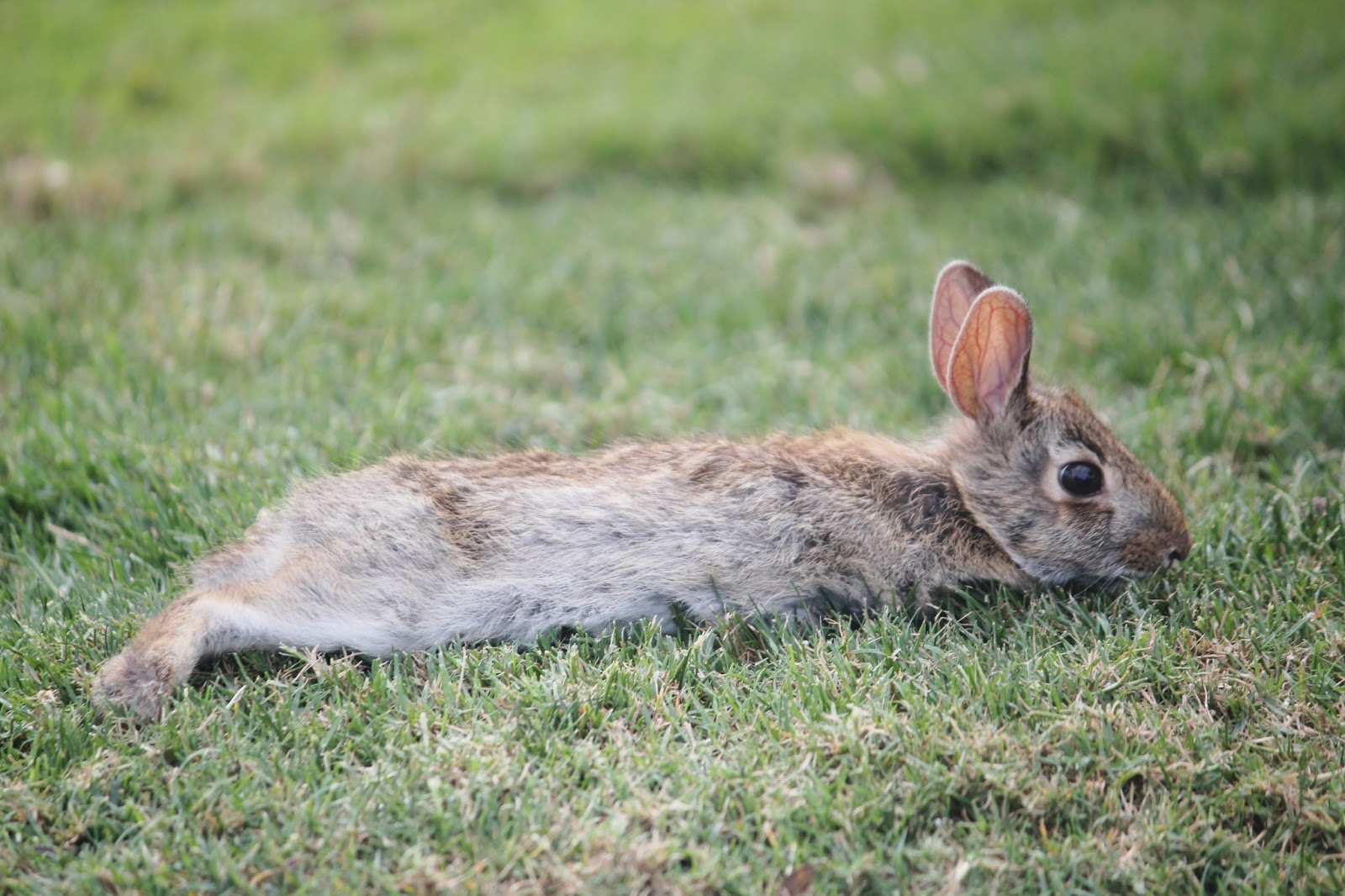 Pajama Penguin Productions: Epcot Update: April 18th, 2013