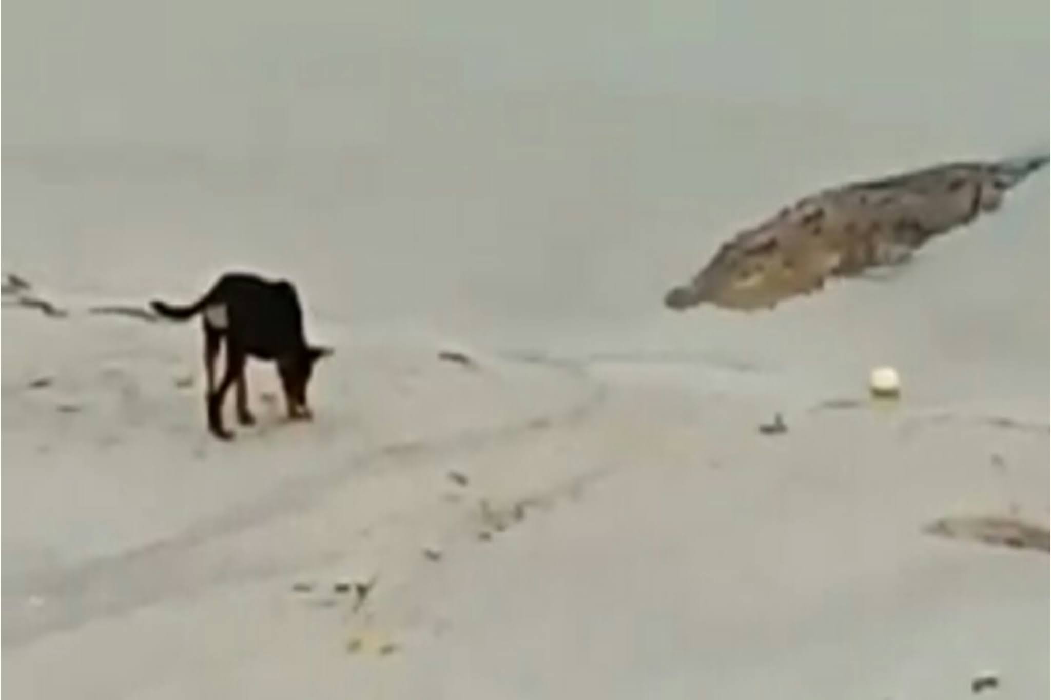 Seekor Buaya Hampir Mekanan Anjing Hitam di Tepian Pantai Kelapa Kampit