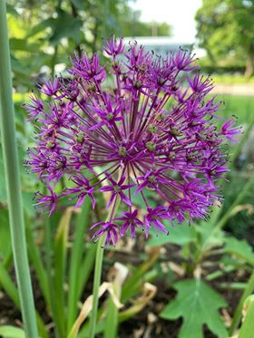 Allium Garden Tour - showing just how beautiful an Indiana Garden can be! Allium Garden Tour - showing just how beautiful an Indiana Garden can be!
