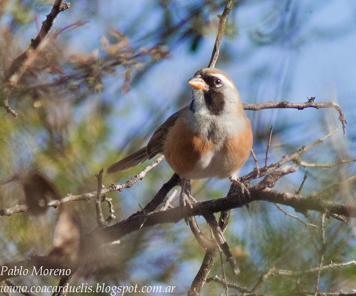 Aves de Mendoza: noviembre 2014