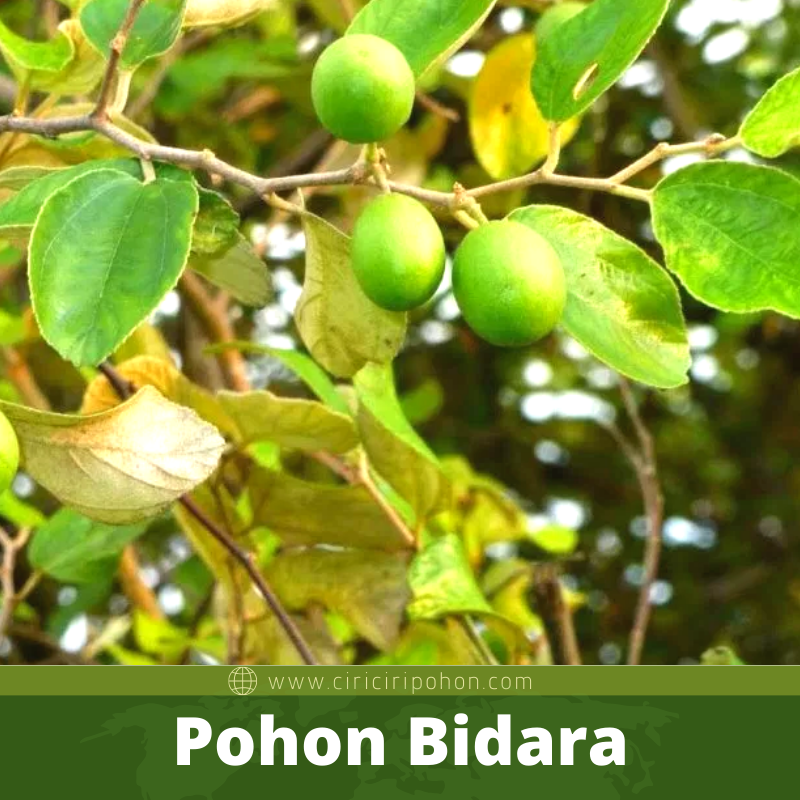 Bibit Pohon Bidara