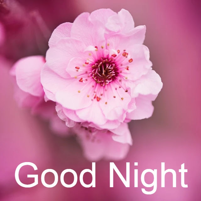 Good Night HD Images Collection Good Night HD Images Collection