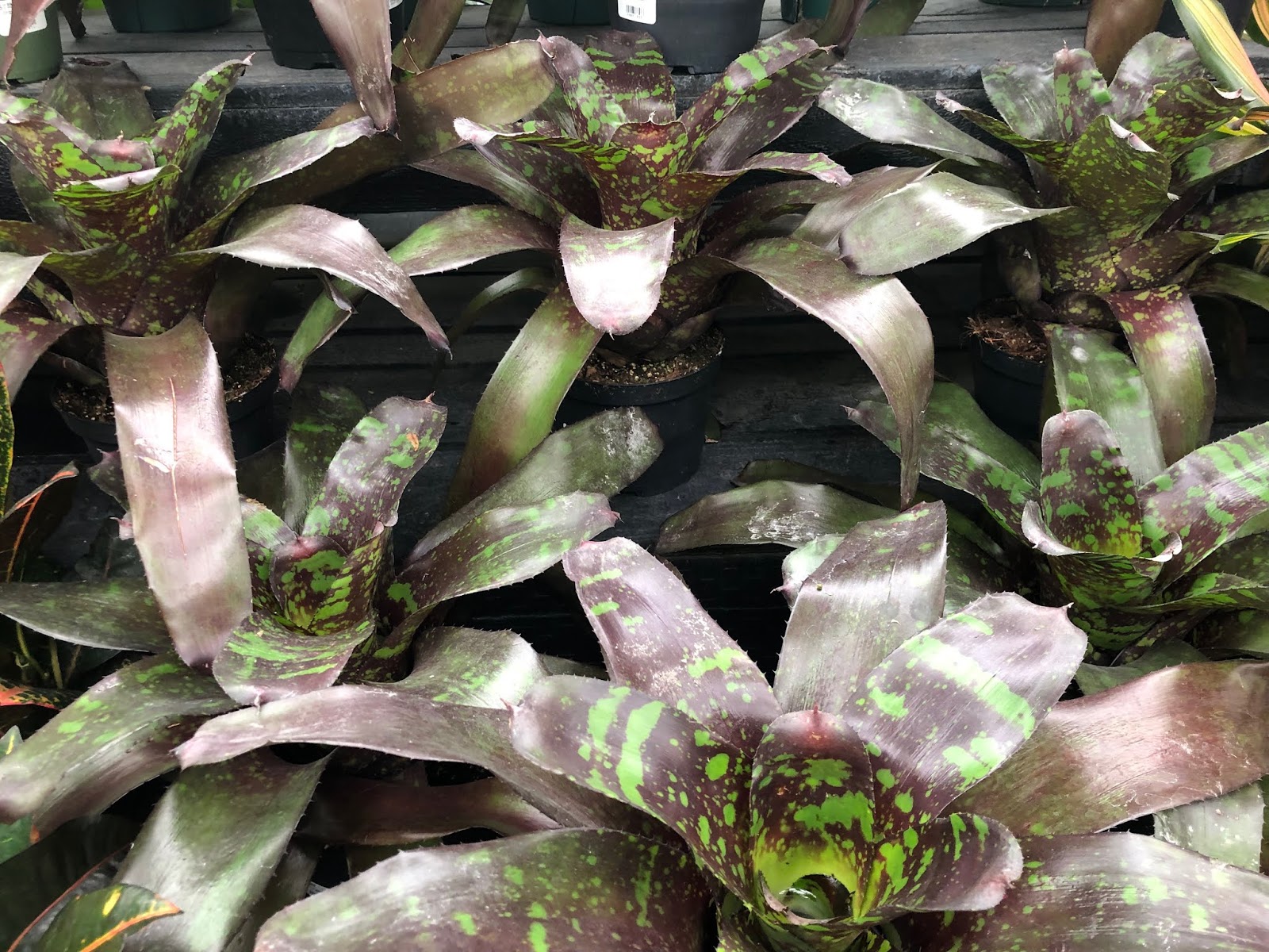 Bonney Lassie A Recent Visit to Watson's Nursery