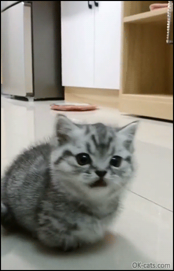 Cute Kitten GIF • Adorable Munchkin kitty standing  up and meowing hard. She's hungry and not happy [ok-cats.com]