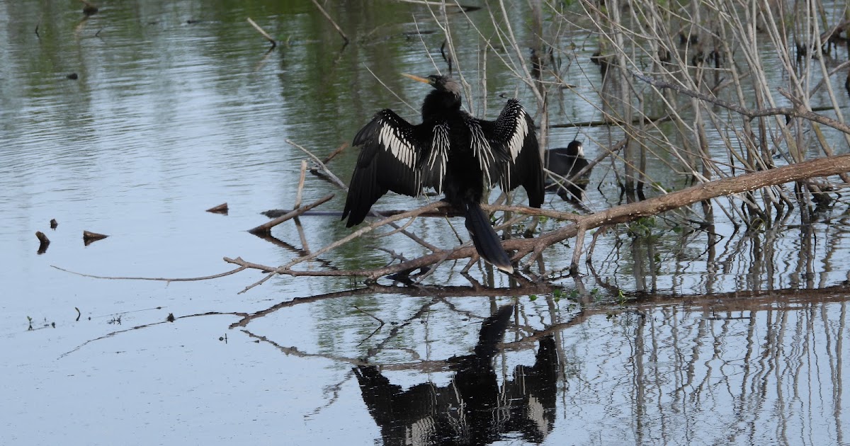 Bird & Travel Photos, Birding Sites, Bird Information REFLECTIONS OF