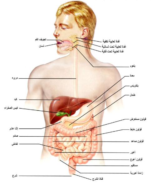 بعض اضطرابات الجهاز الهضمي التجشؤ الإمساك الإسهال الإسهال القيء القيء تليف الكبد سرطان القولون