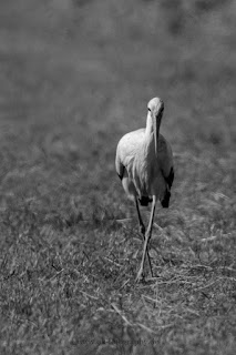 Naturfotografie Wildlifefotografie Lippeaue Weißstorch