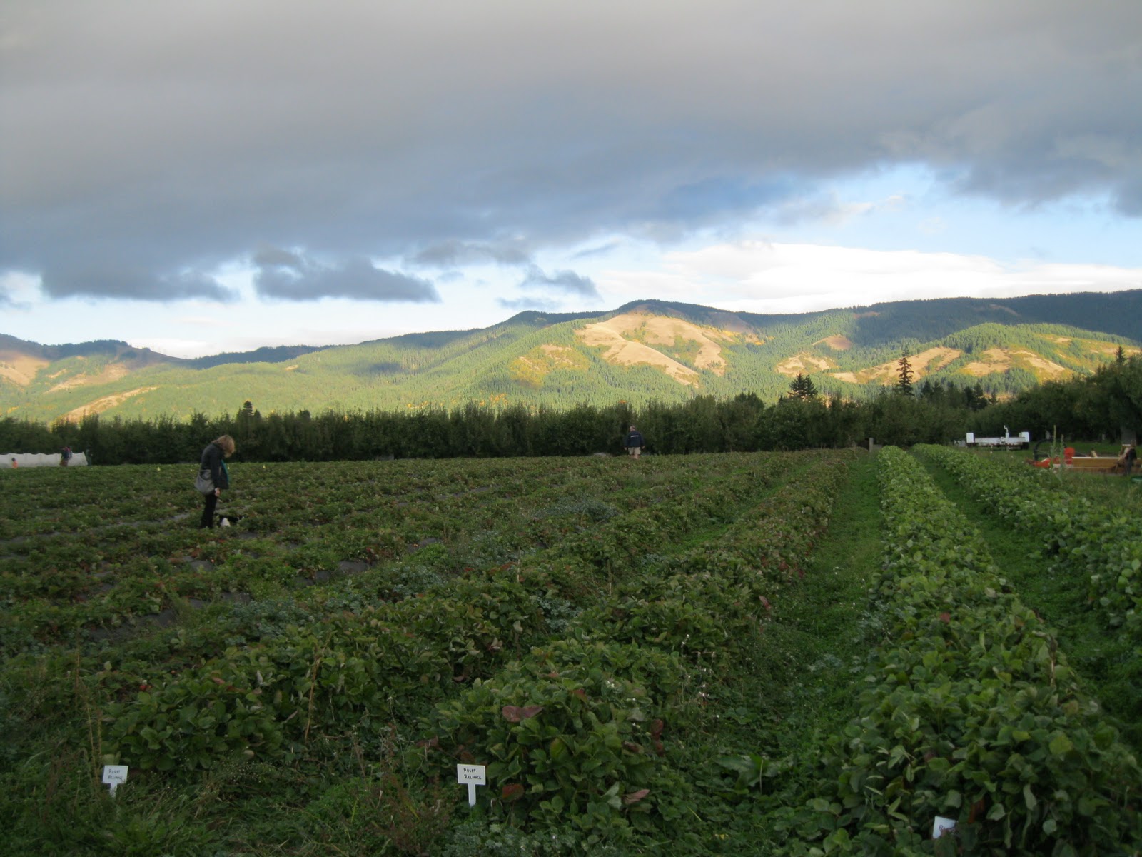 The Reuland Family Heirloom Apple Festival