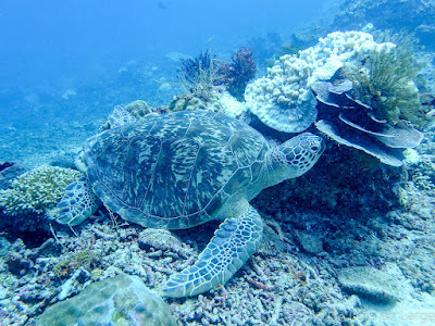 Plongée - Gili Meno - Dive