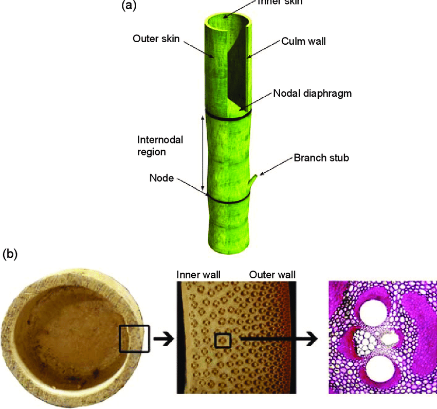 Bamboo as a Building Material