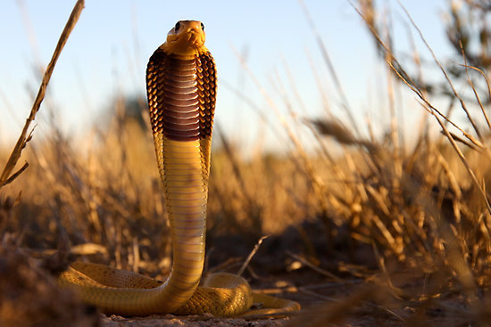 Cape Cobra