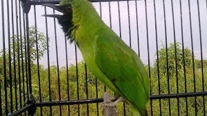 Caraputu Com Media Refrensi Harga Burung Mp3 Burung