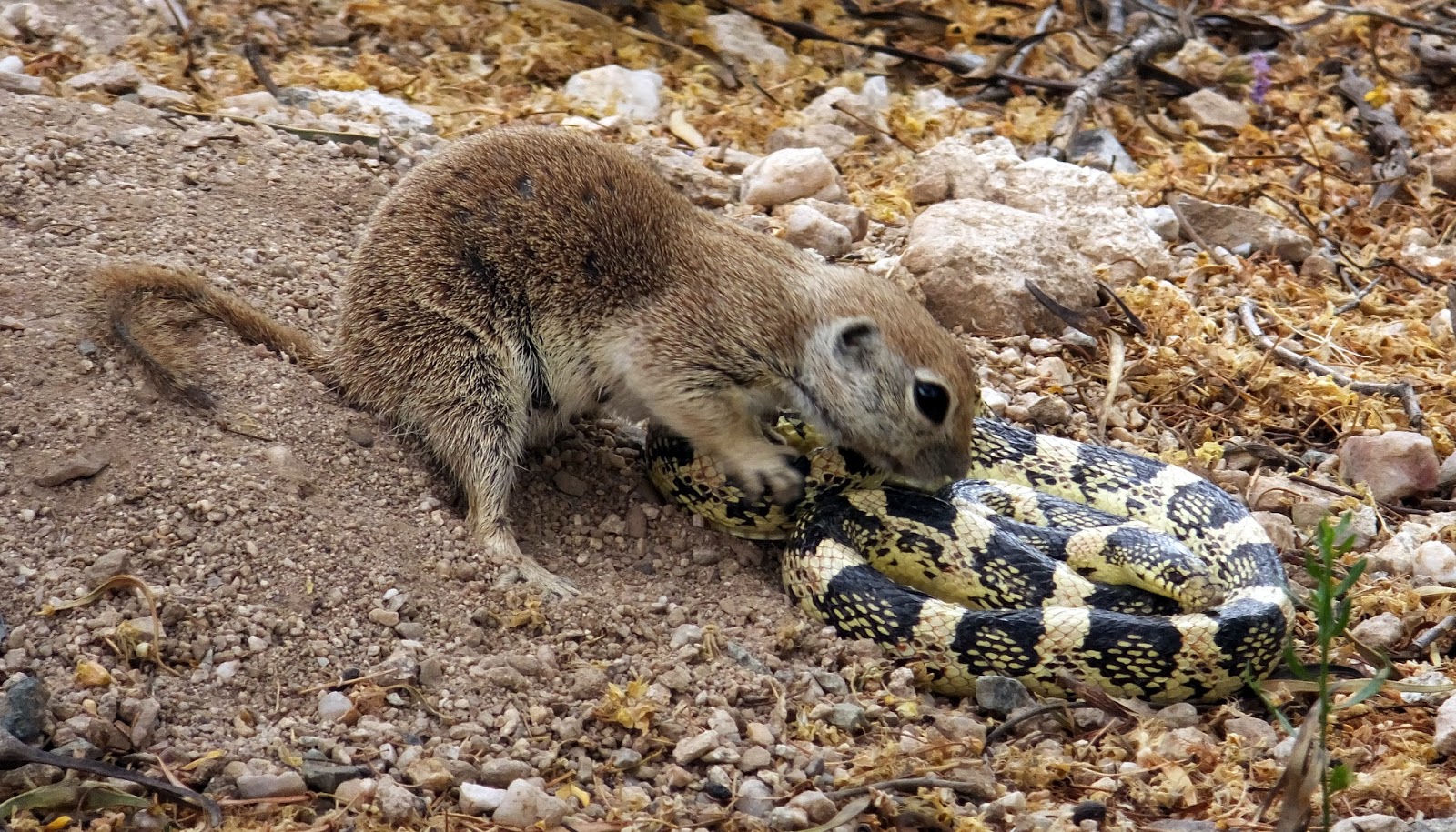 KL's Sonoran Nature Journal: Fierce Ground Squirrel Attacks, Kills, and