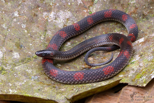 Geophis brachycephalus - Costa Rican Earth Snake