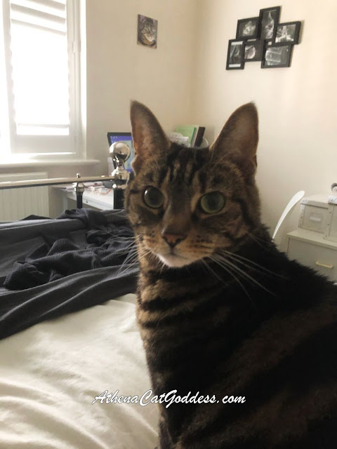 tabby cat on the bed