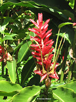 Red ginger - Botanical garden north of Hilo, Hawaii