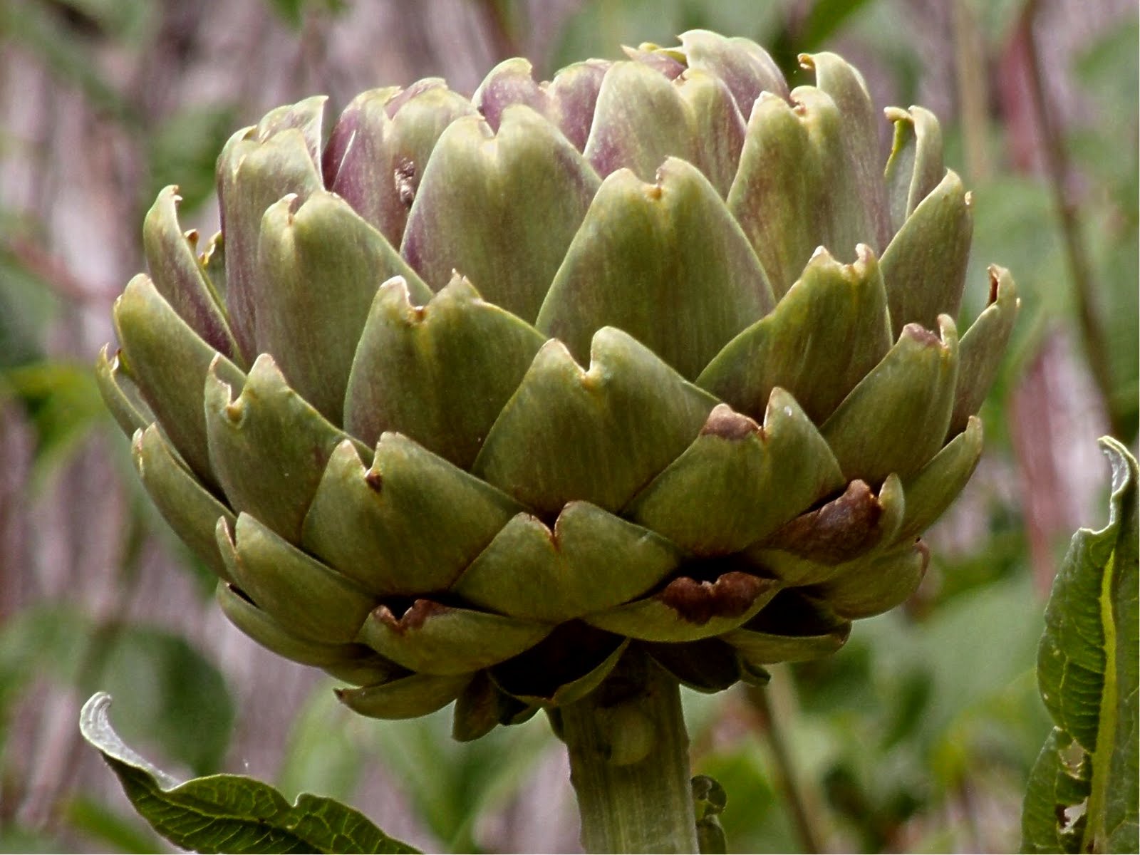 Artichoke Plant and Update