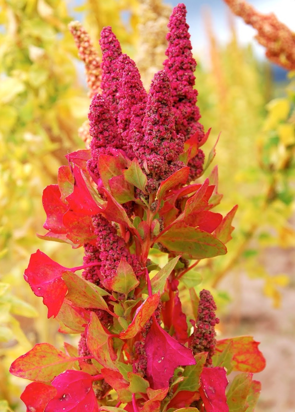 MI BOLIVIA AMADA QUINUA, PROTEÍNA O CARBOHIDRATO