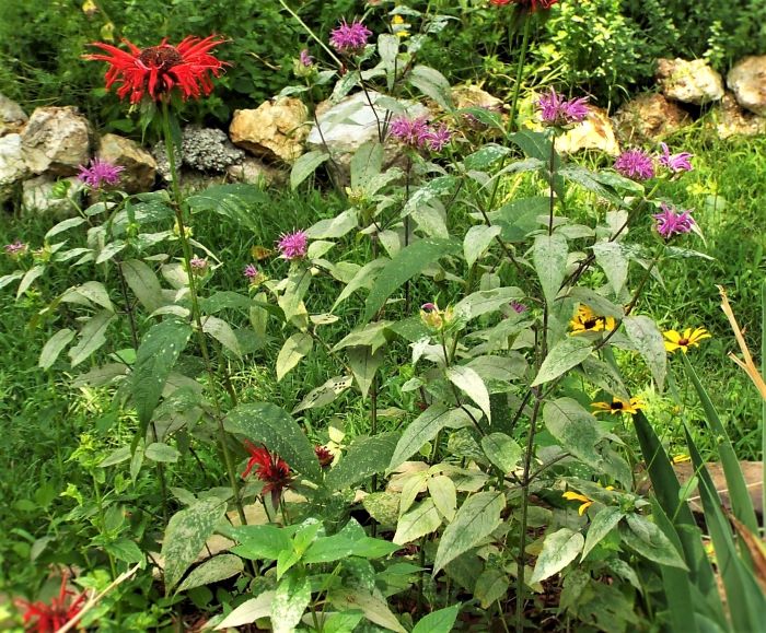 Yard and Garden Secrets Grow Bee Balm Flowers for Late Summer Blooms