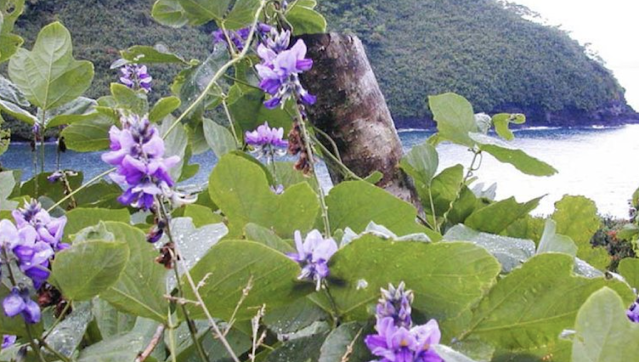 thanh phan cua viên uống nội tiết Evamost