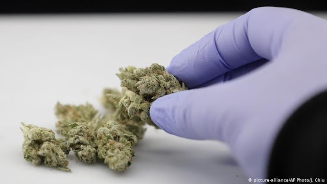 Riset Penggunaan Ekstrak Ganja Untuk Pencegahan Corona Riset Penggunaan Ekstrak Ganja Untuk Pencegahan Corona