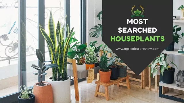 most searched houseplants