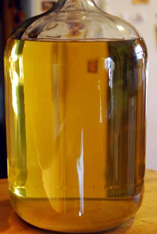 Temperate Climate Permaculture Dandelion Wine