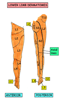 موقع الدكتور أحمد كلحى: صور تشريح - Anatomy : Nerves of the Lower Limb