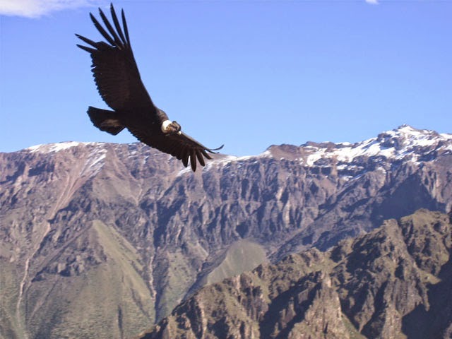 Resultado de imagem para dia da ave