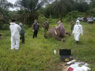 Gajah Jantan Ditemukan Mati Tanpa Kepala di Aceh Timur Juli 12, 2021