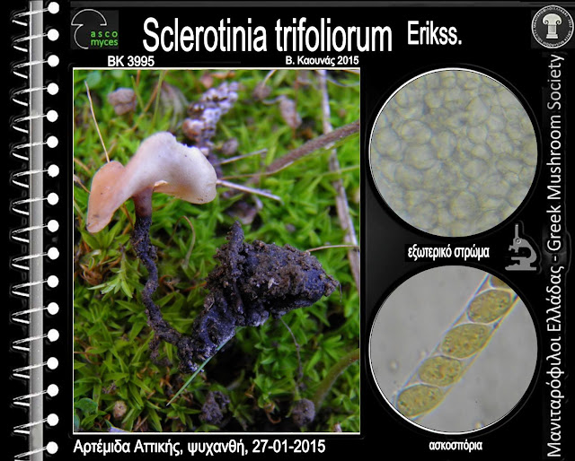 Sclerotinia trifoliorum Erikss.