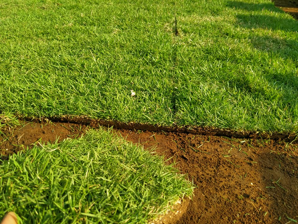 Harga Rumput Jepang Per Meter Persegi - JUAL RUMPUT TAMAN