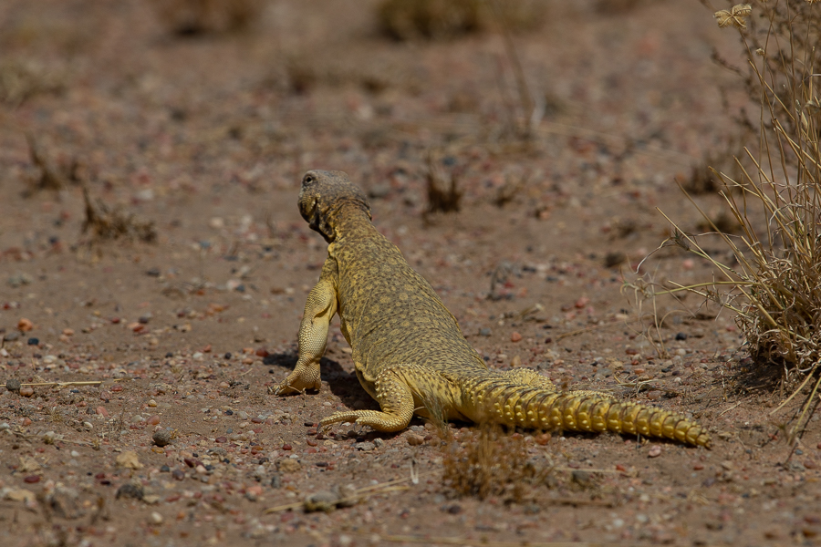Arabian Spiny-tailed Lizard