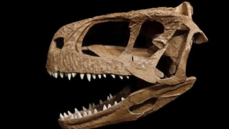 Pesquisadores encontraram um crânio de um dinossauro carnívoro na Patagônia