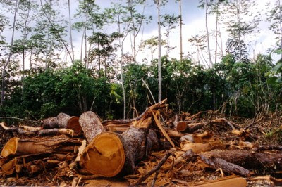 Why is the rainforest being destroyed?