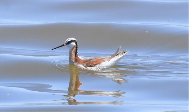 Wilson's Phalarope