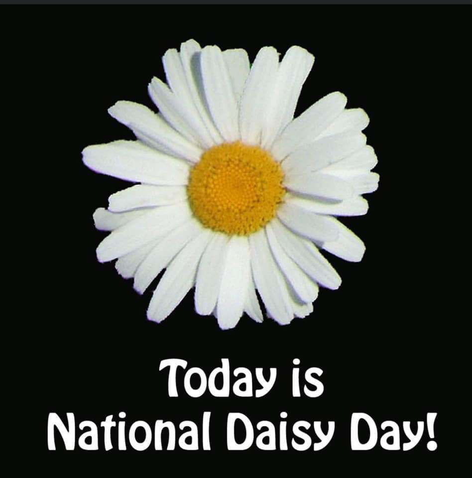 National Daisy Day Wishes For Facebook National Daisy Day Wishes For Facebook