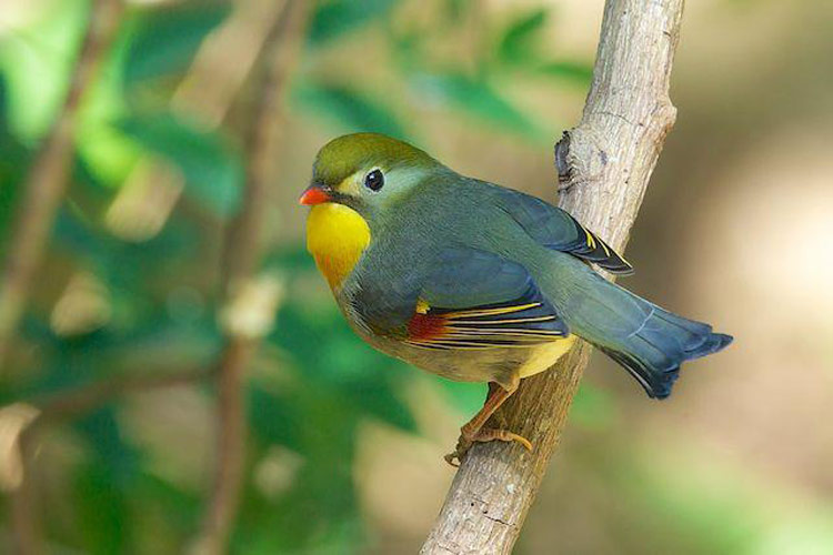 Mengulas Ketenaran Burung Robin Si Burung Robin