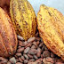 Jobs Opportunities : Finance and Administrative Director - SIC Cacao