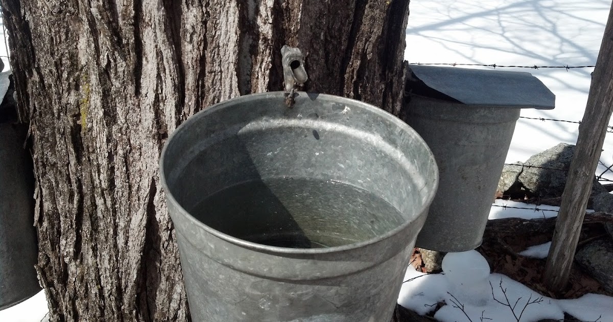 Growing Clean Maple Syrup Season Part 1
