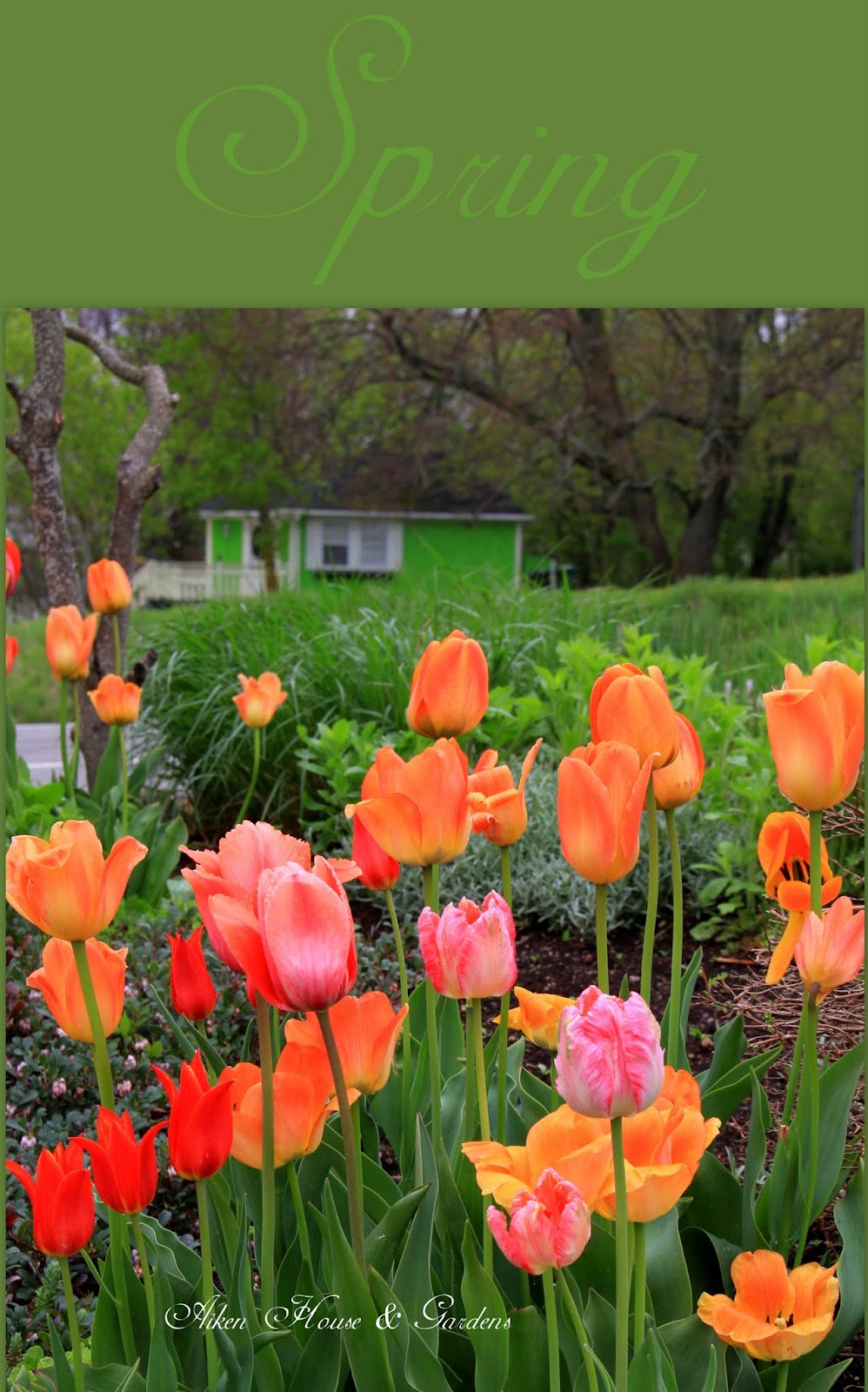 Aiken House & Gardens: Another Blast of Spring Color